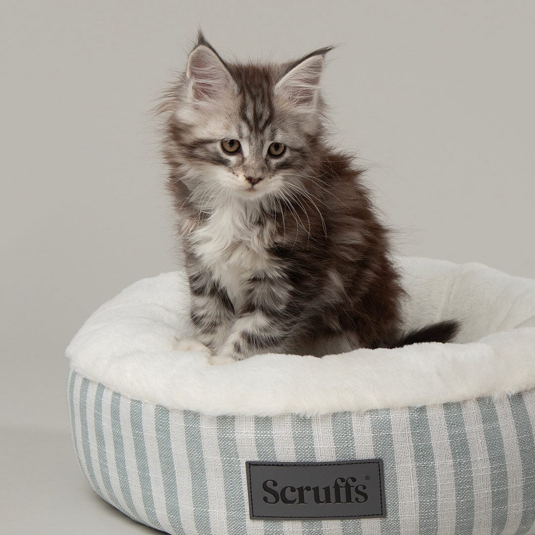Coastal Cat Bed with green stripes featuring Maine Coon kitten and Scruffs logo 
