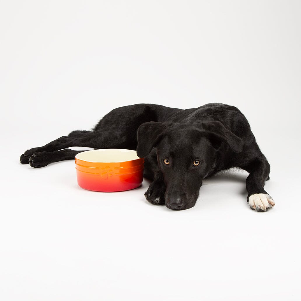 Labrador cross laying next to Scruffs Ombre Dog bowl in orange