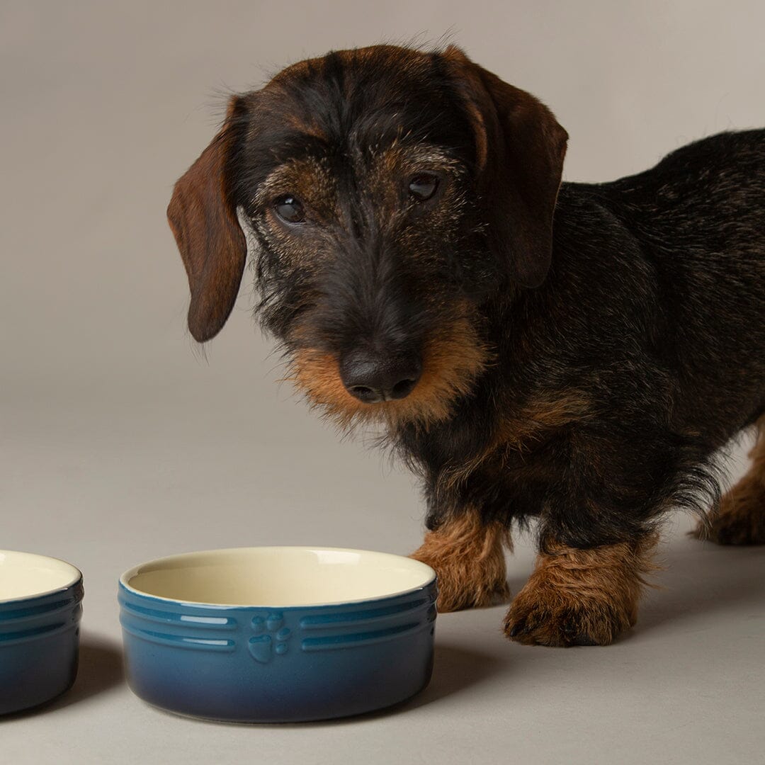 Ombre 2 Piece Dog Food & Water Bowl Set in Blue with dog posing next to dog bowl