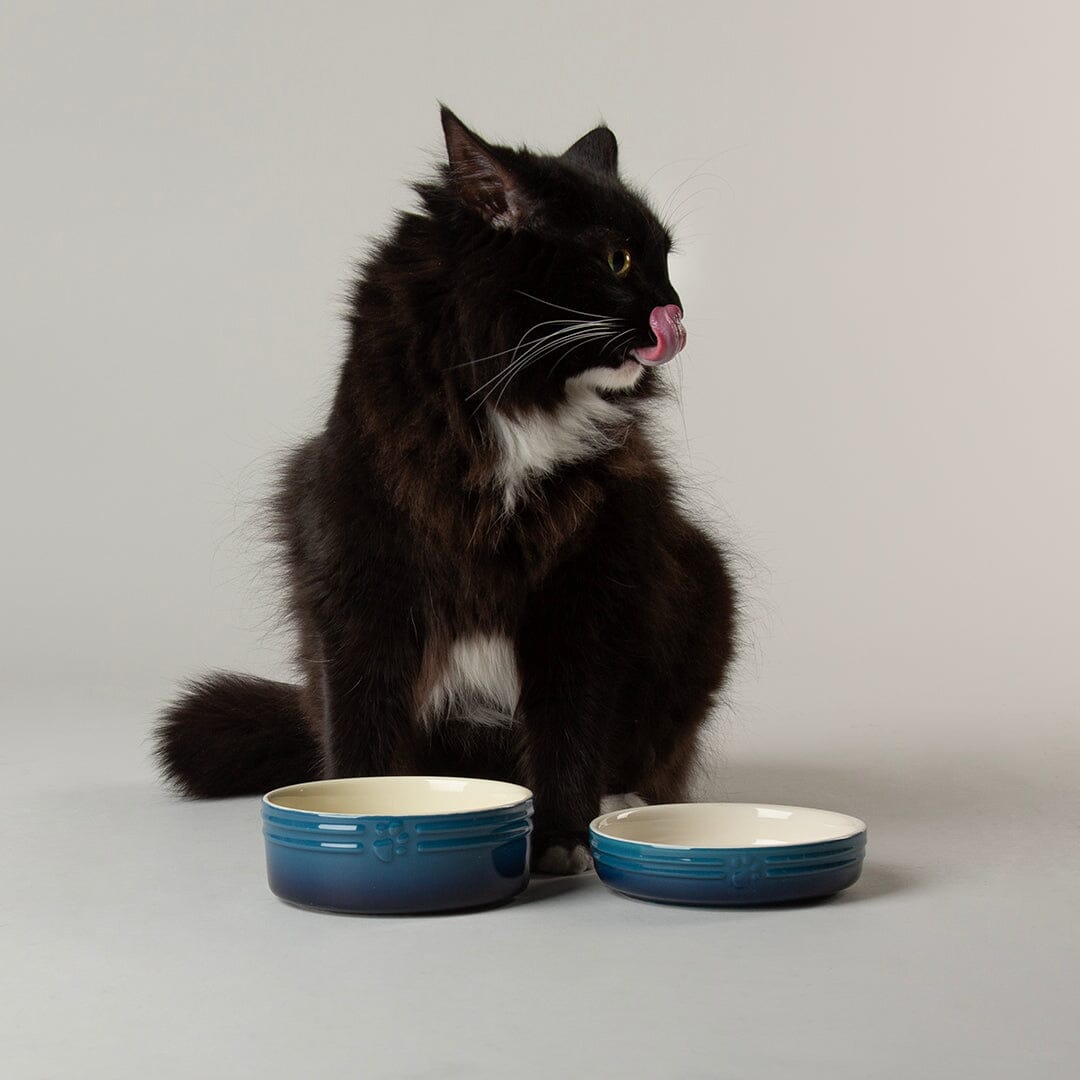 Ombre 2 Piece Cat Food Bowl & Saucer Set in Blue with cat eating from cat bowl