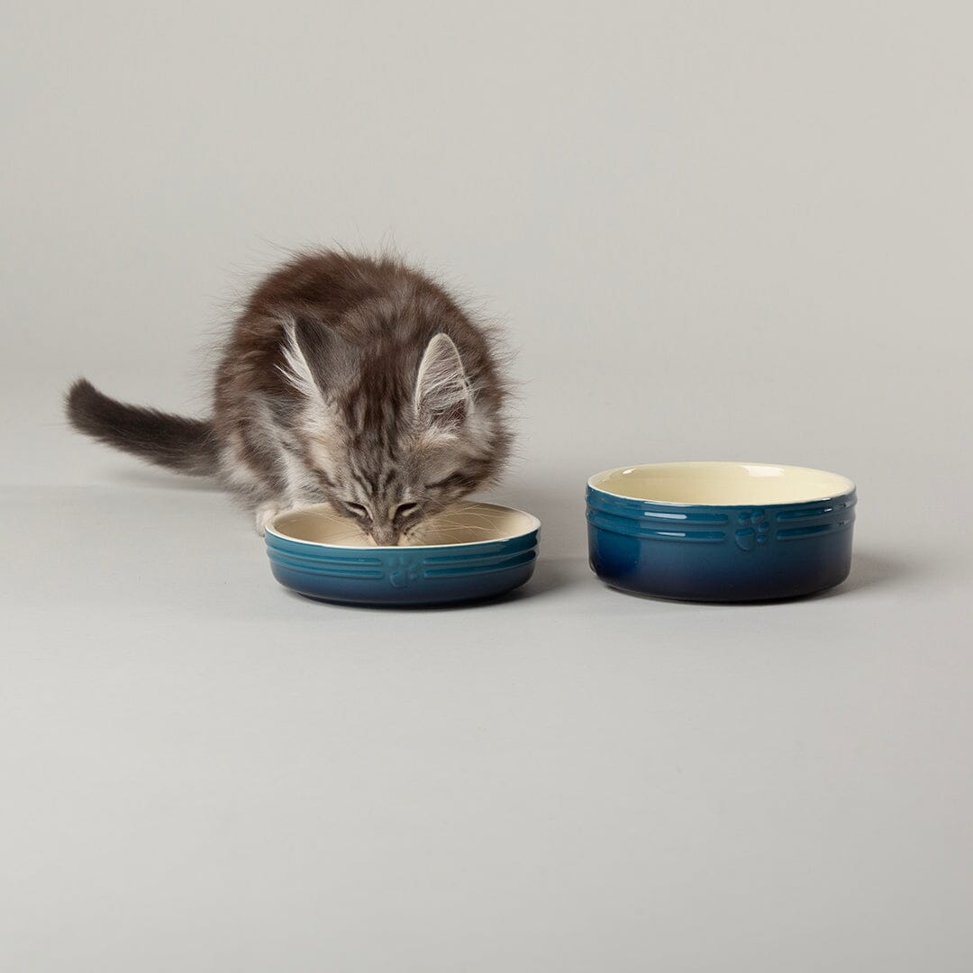 Ombre 2 Piece Cat Food Bowl & Saucer Set in Blue with Maine Coon Kitten drinking from cat saucer