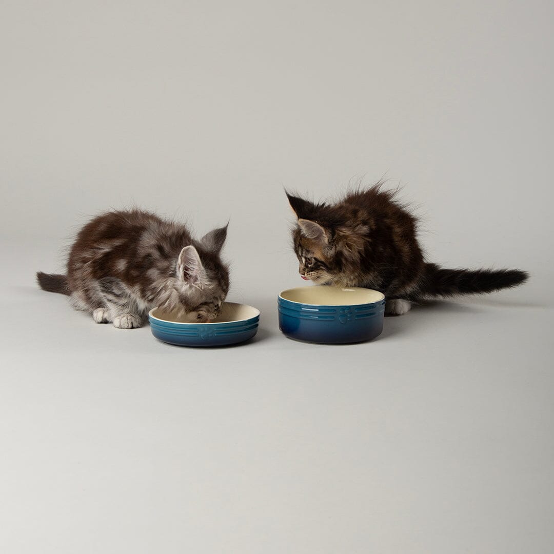 Ombre 2 Piece Cat Food Bowl & Saucer Seti n Blue with two Maine Coon kittens drinking and eating from cat bowl and cat saucer