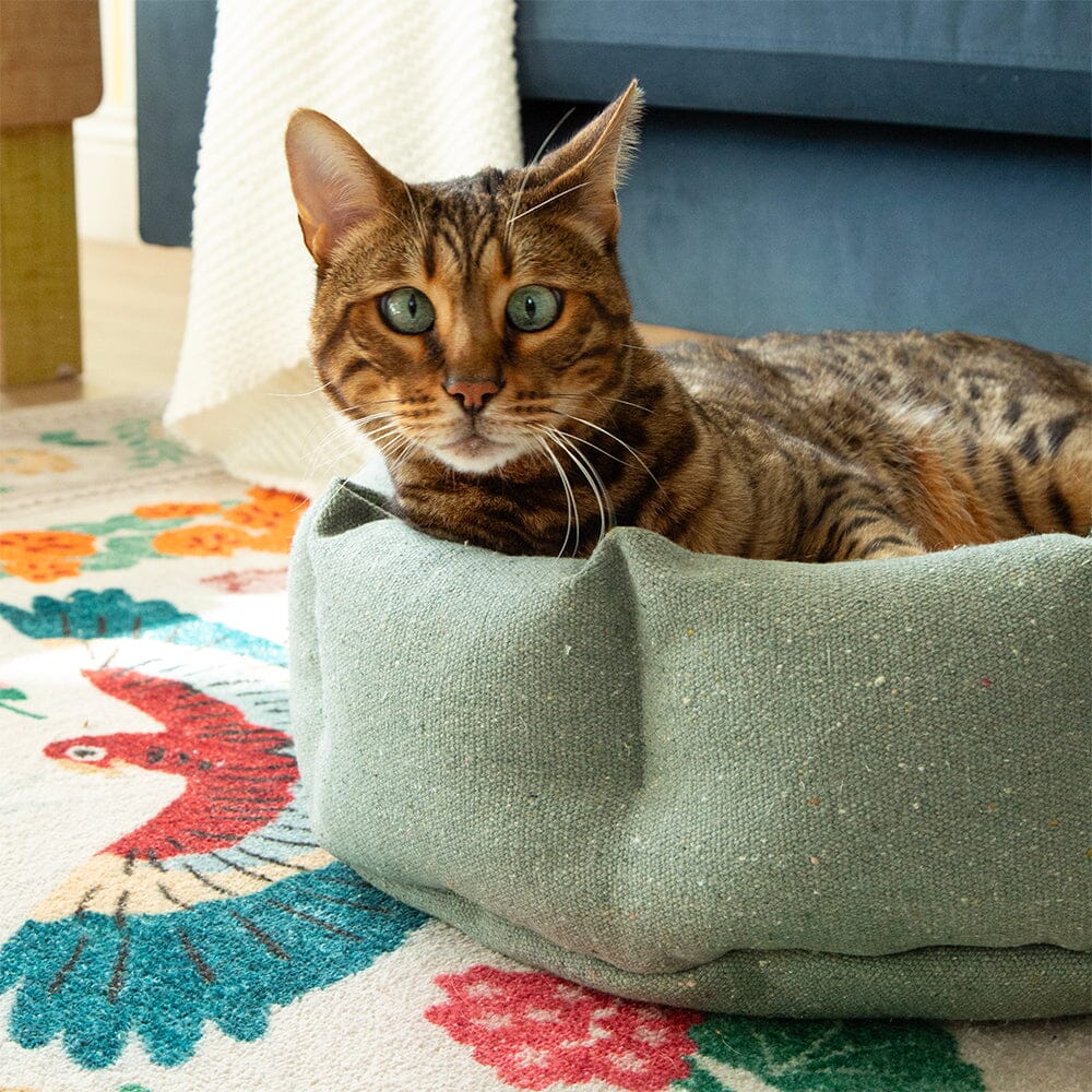 Scruffs Eden sage green cat bed modelled by bengal cat