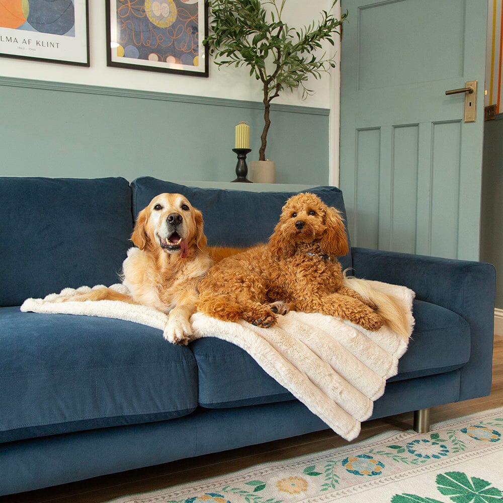 Aspen Dog Blanket for Couch - Modelled by Golden Retriever and a Miniature Poodle