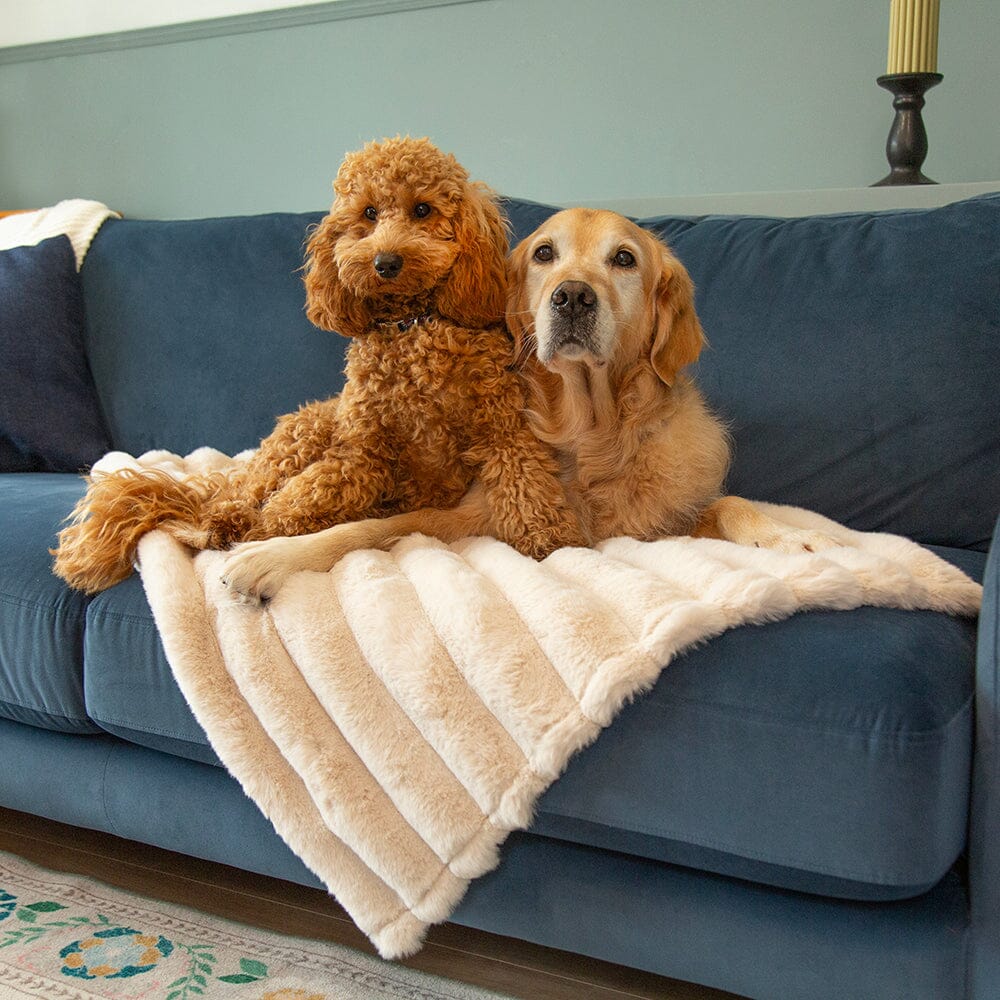 Aspen Cream Dog Blanket for Couch - Modelled by Golden Retriever and a Miniature Poodle