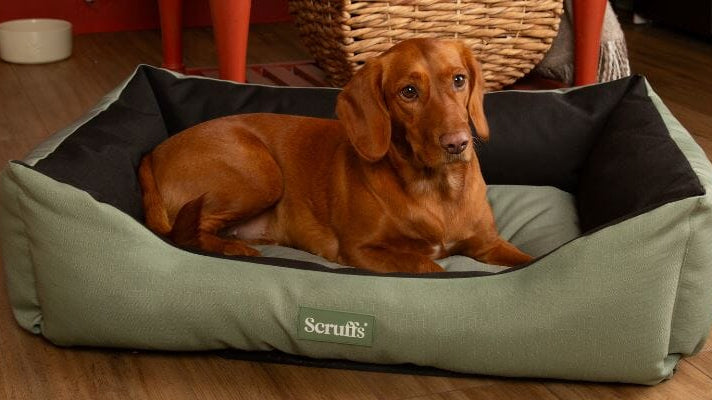 Staycation with Your Dog: Everything You Need for a Tail-Wagging Adventure